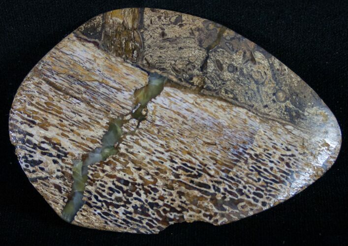 Polished Iguanodon Bone - Isle Of Wight #8968